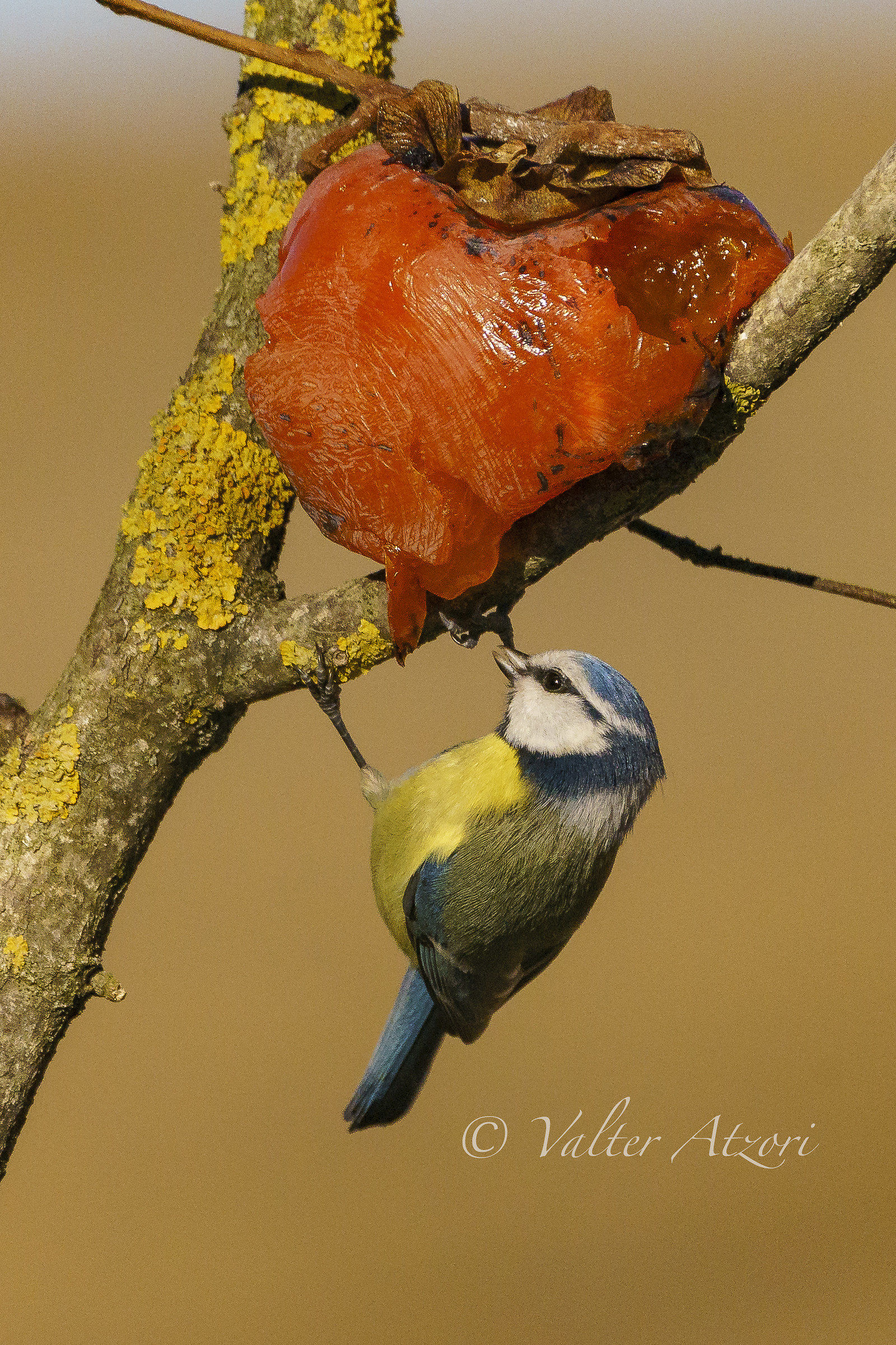 Cinciarella sul caco