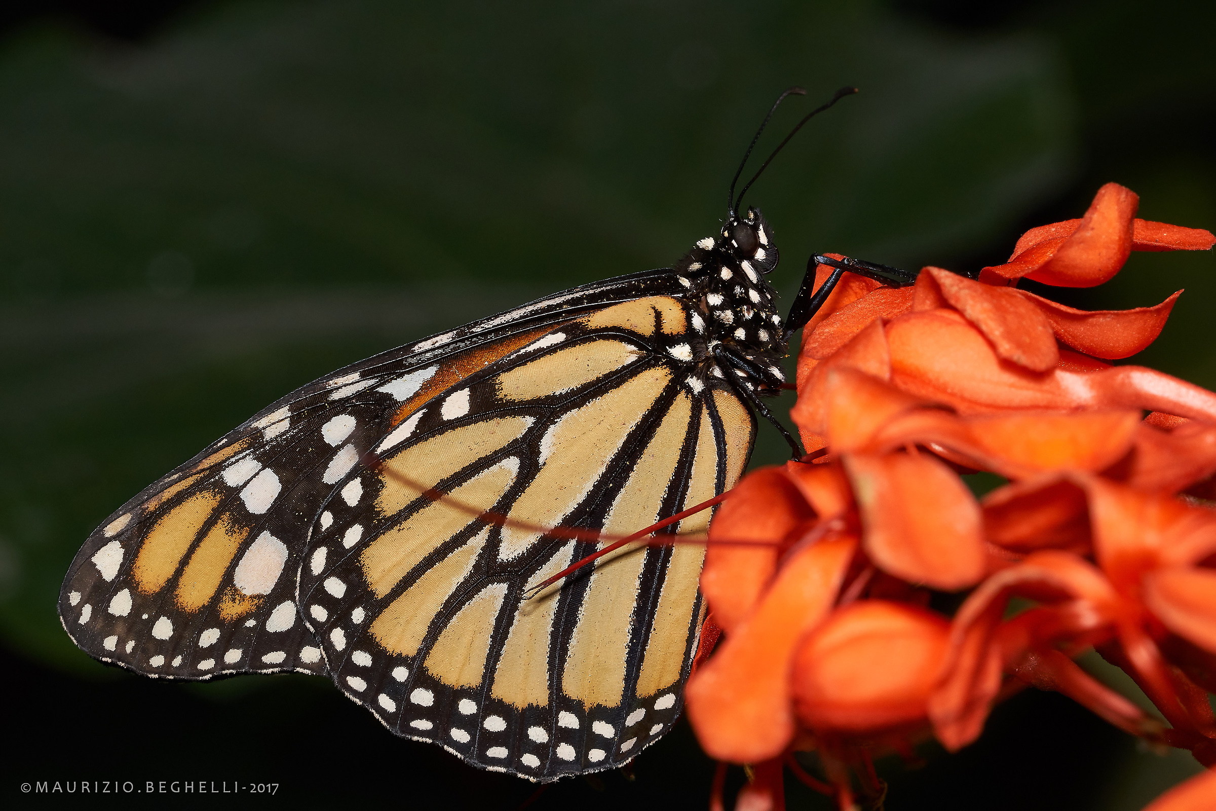Danaus plexippus (Monarch)