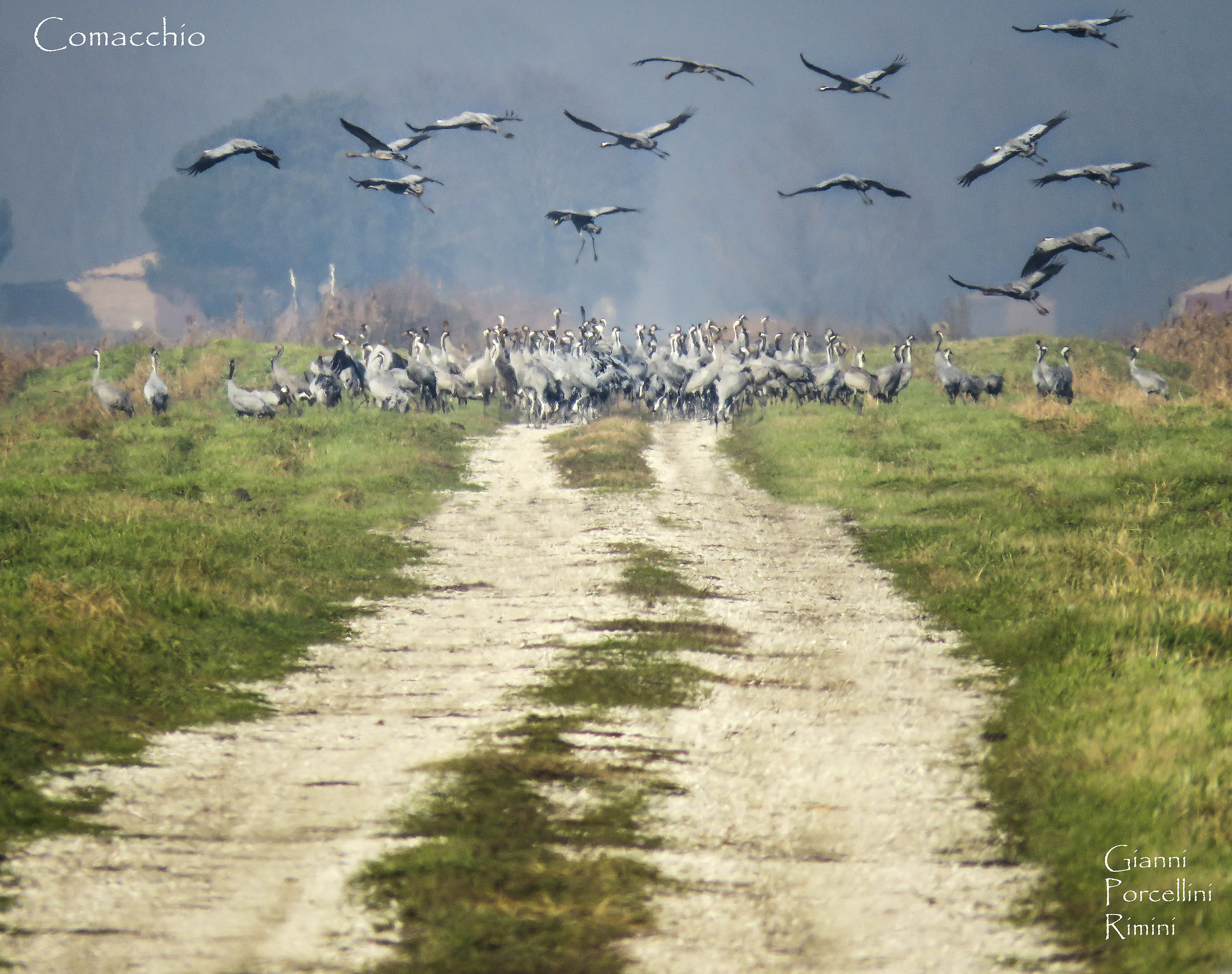 Crane gathering in the meadows of Comacchio - Parco del Po.
