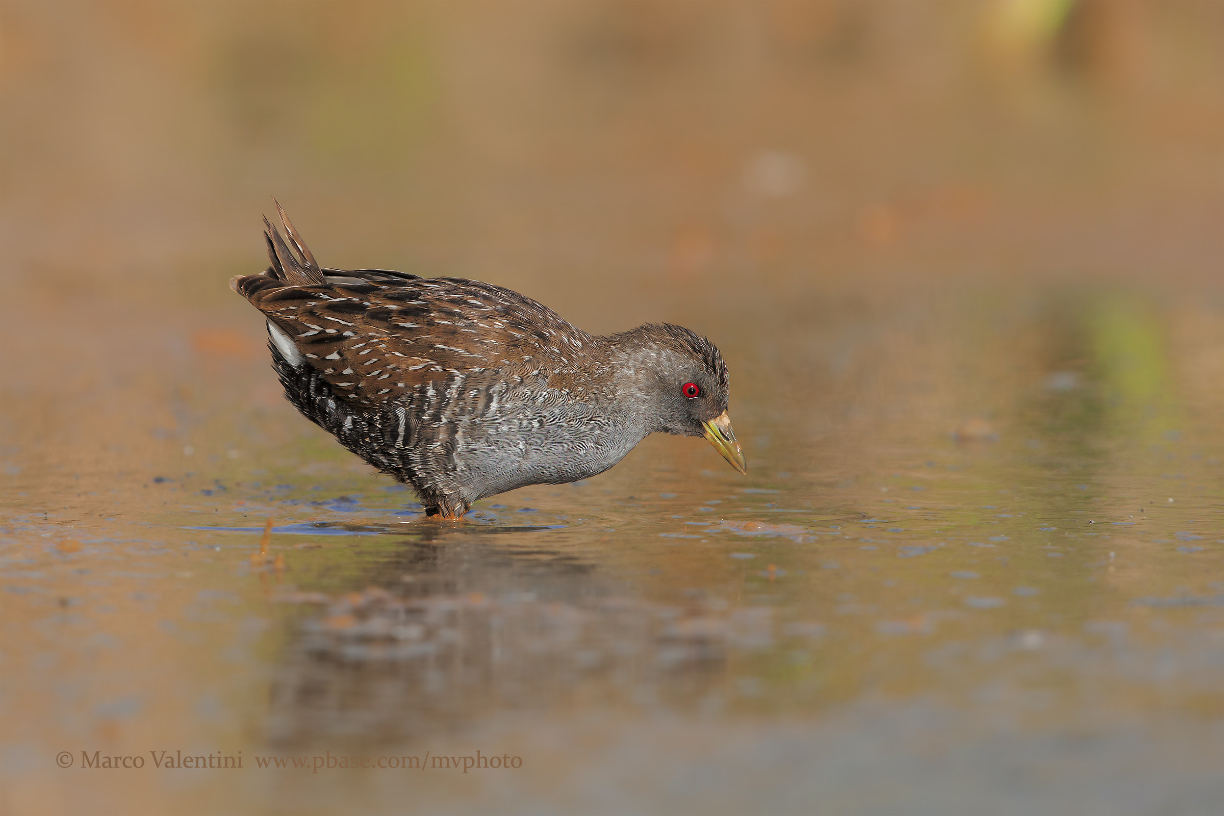 Australian Voltolino