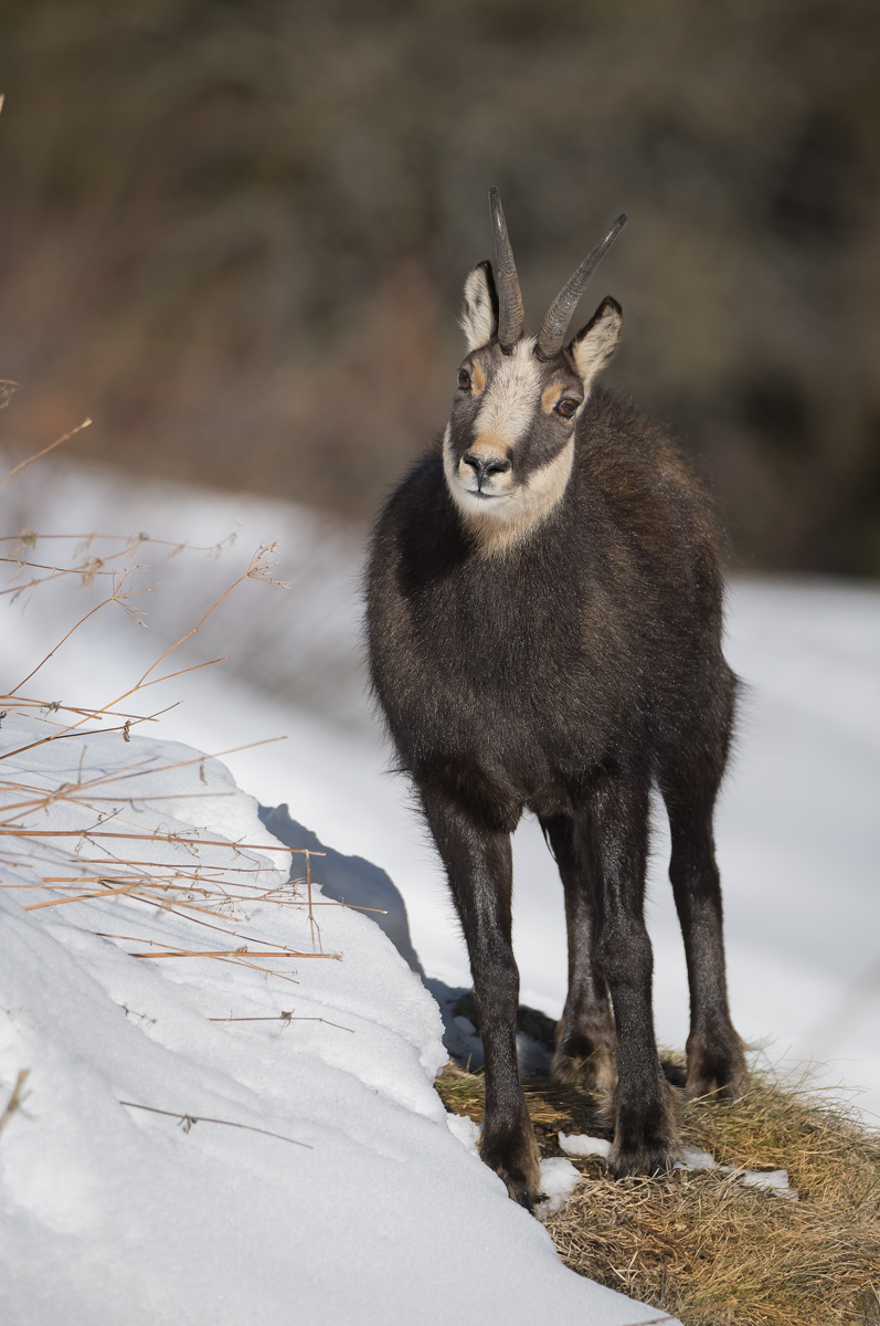 Chamois