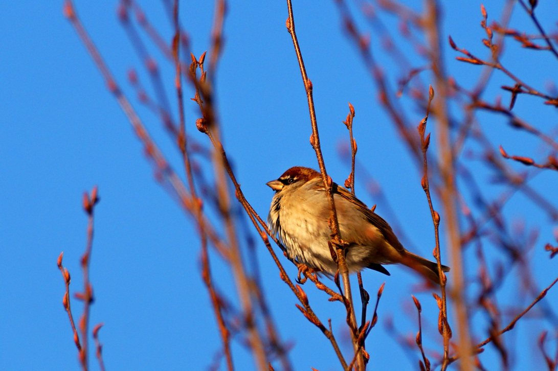 Ultimi raggi di sole