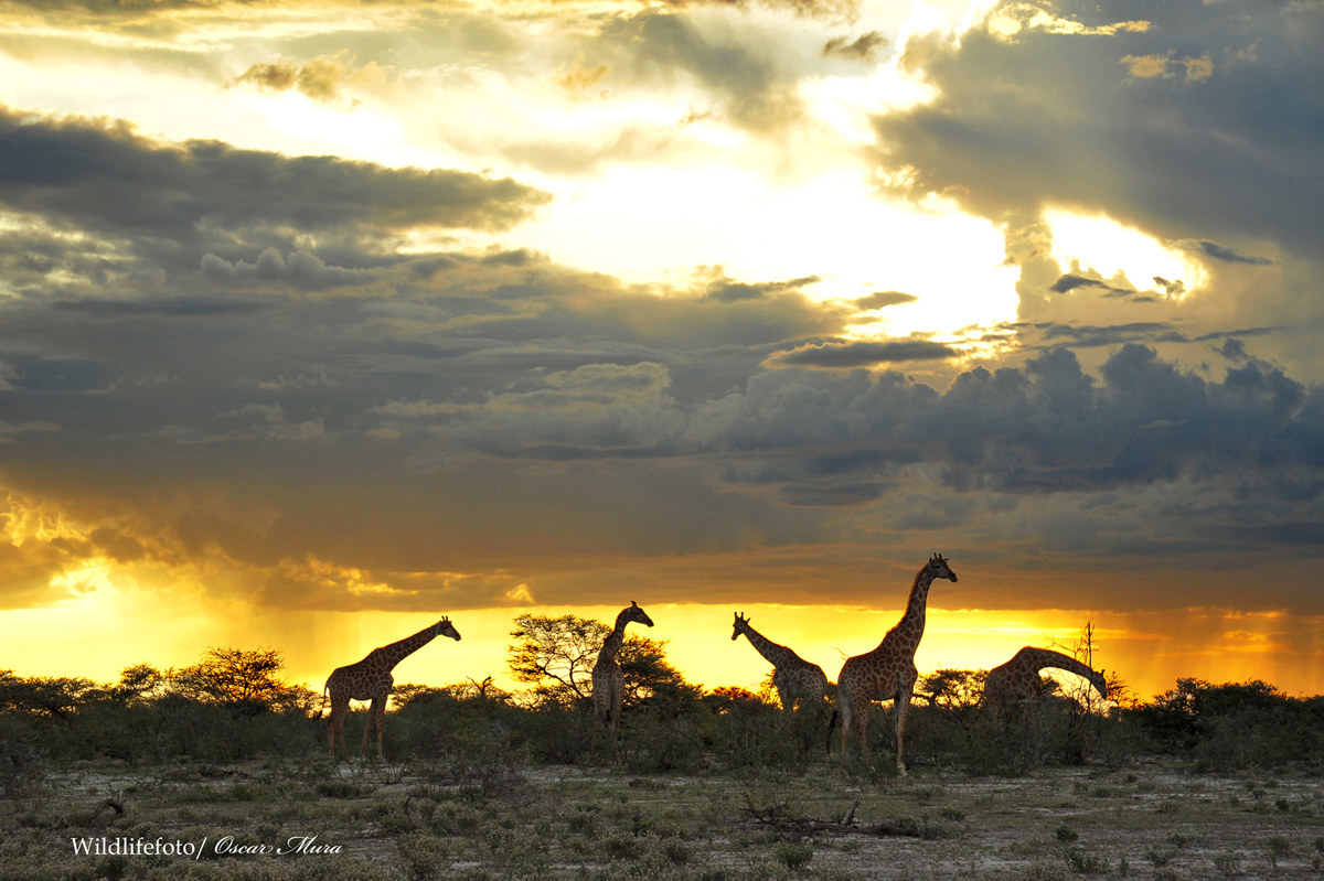 Giraffe al tramonto