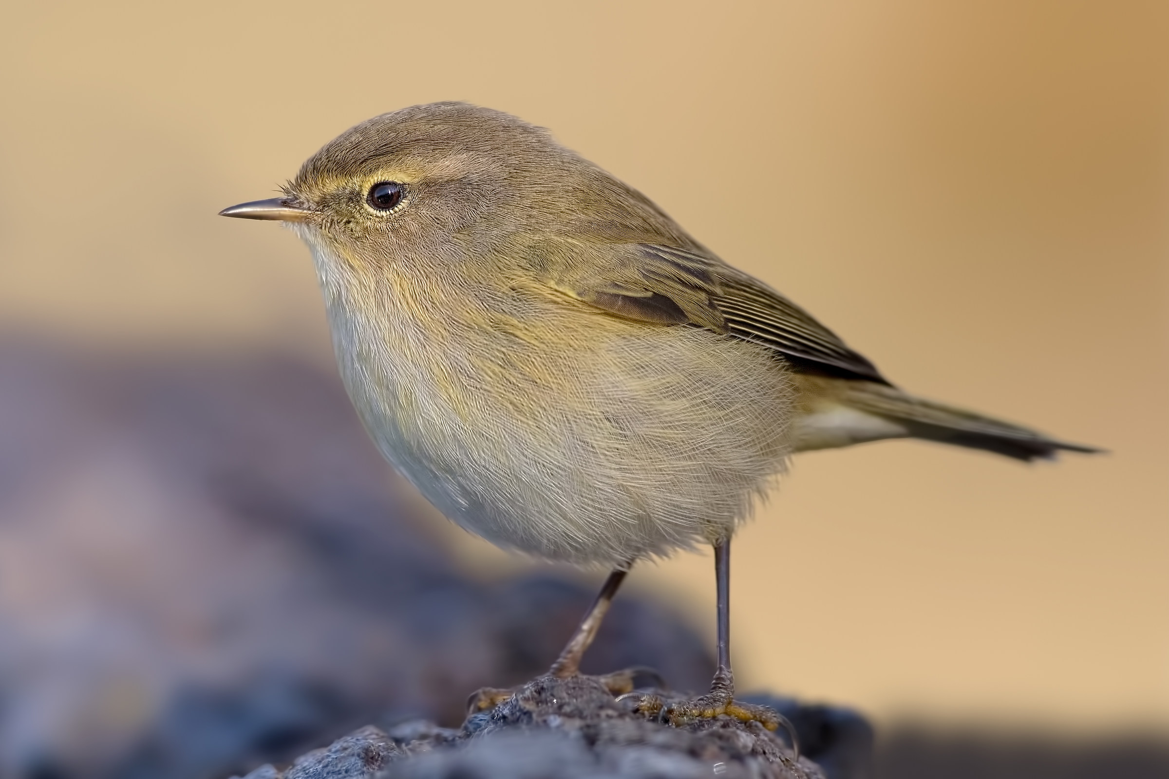 Luì piccolo (Phylloscopus collybita)