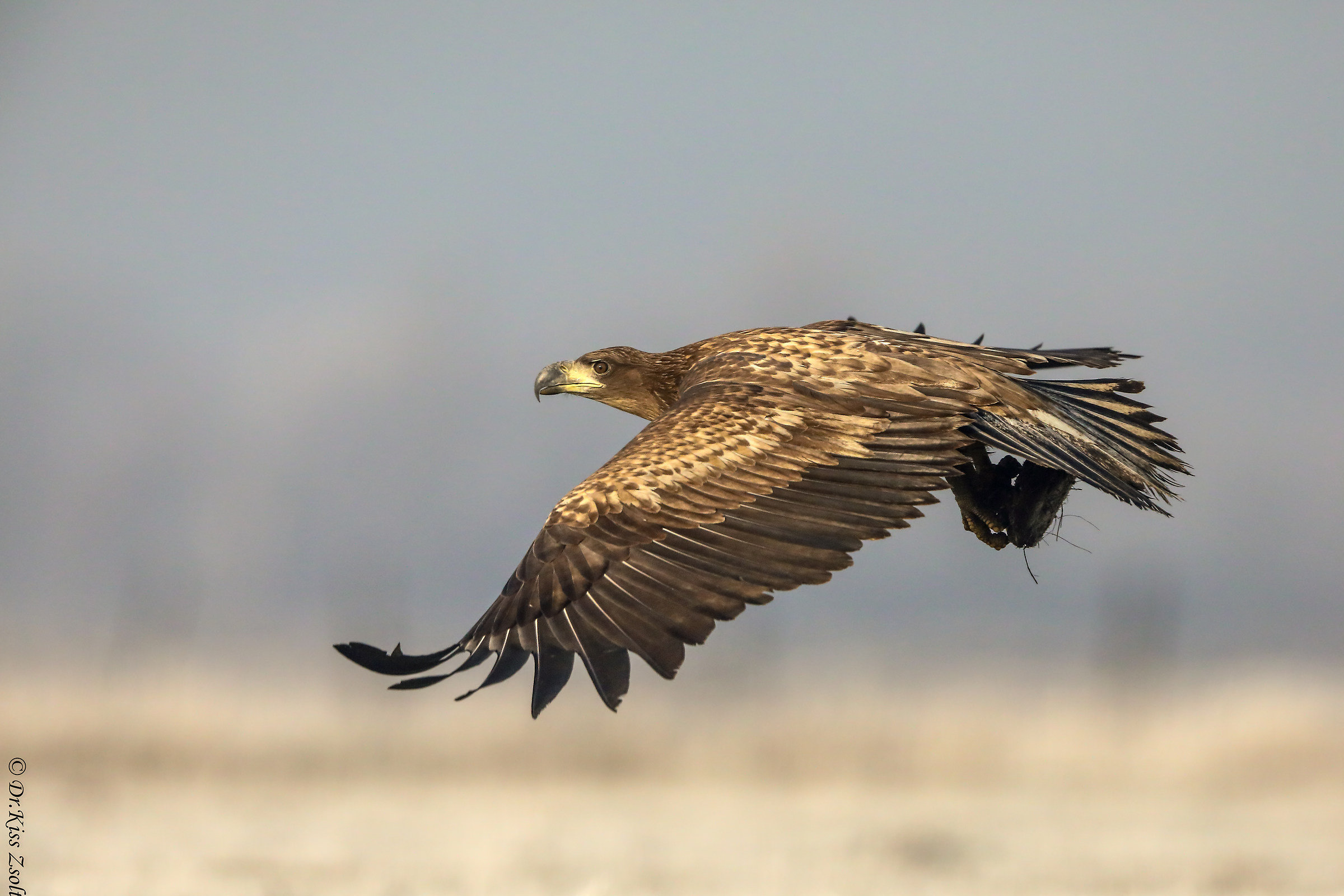 Volando ad altezza d'uomo