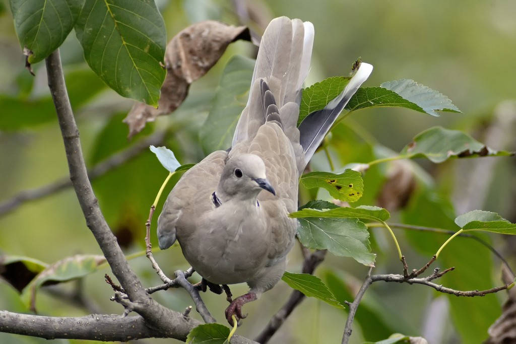 Tortora dal collare orientale