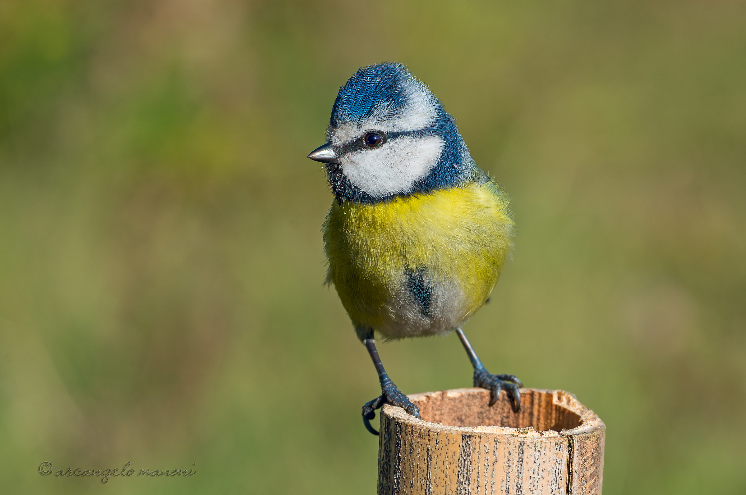 Ciciarella on bamboo cane