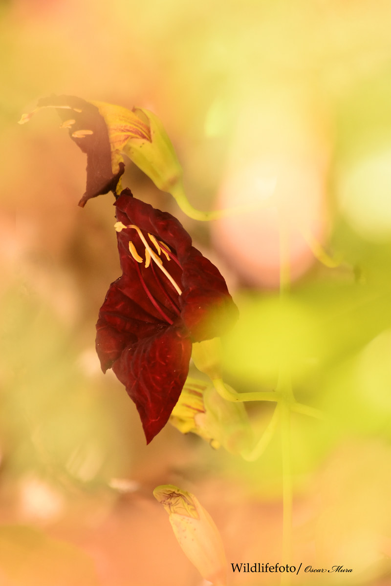 Fioritura dell'albero delle salsicce