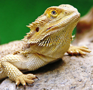 Pogona vitticeps