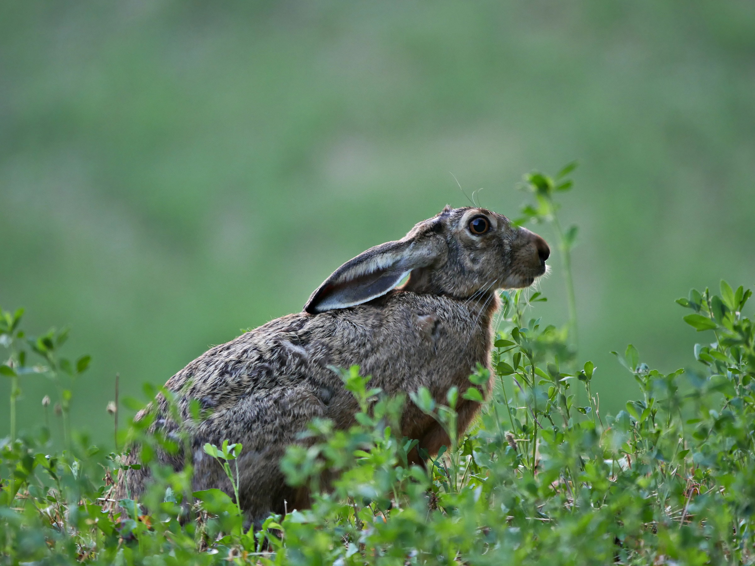 la regina dell'erba medica