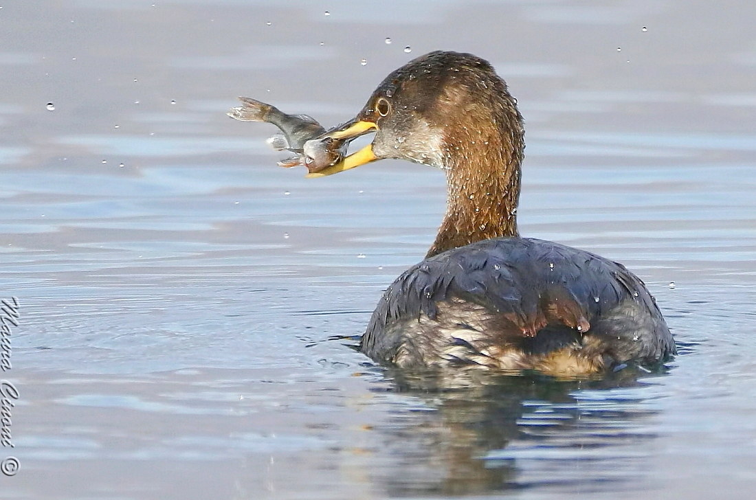 Red-necked grebe with perch