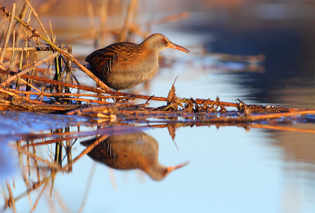 Water Rail