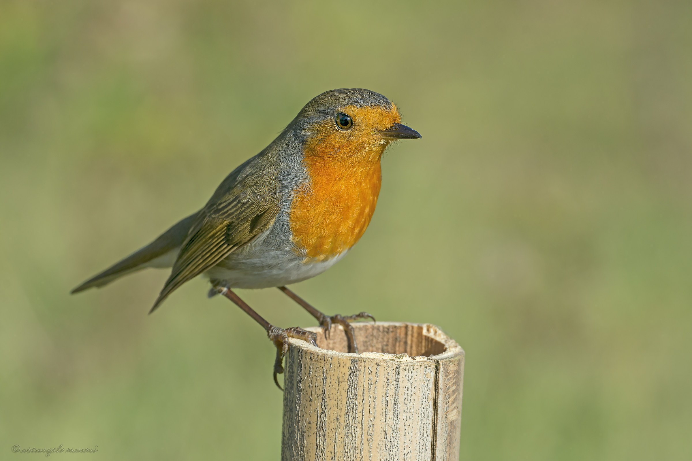 A robin on the bamboo