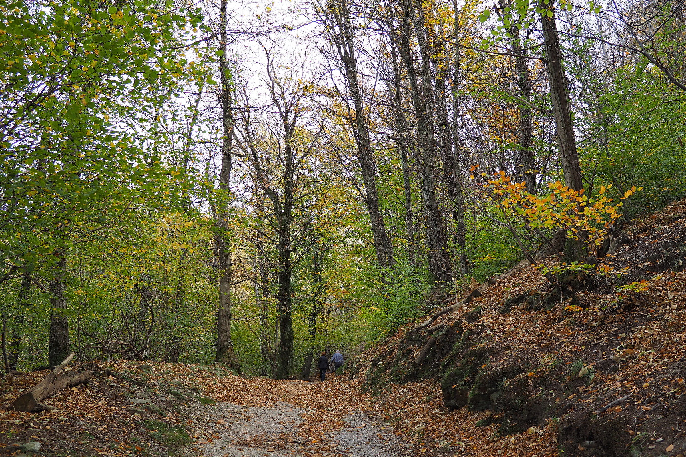 Vieni .... c'è una strada nel bosco.....