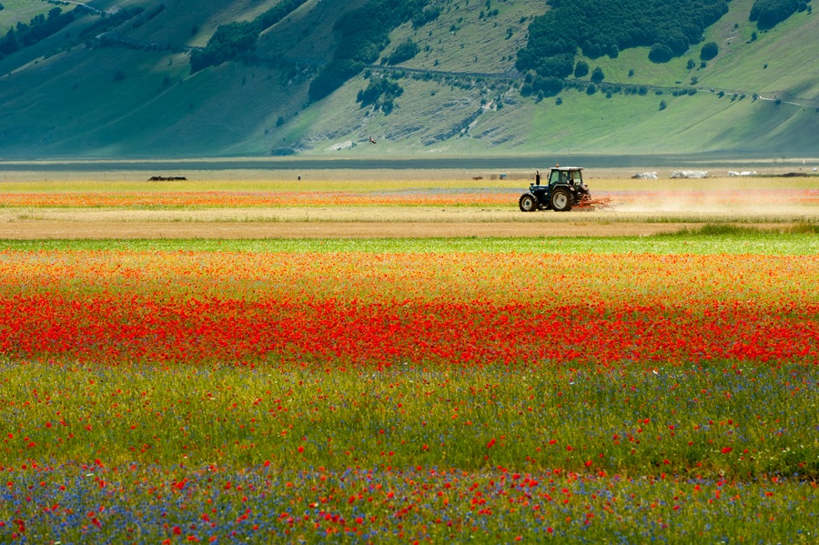 Castelluccio