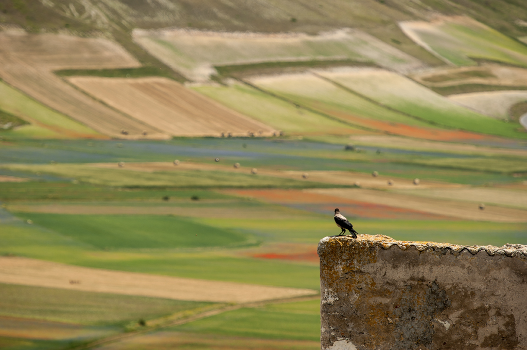 Castelluccio