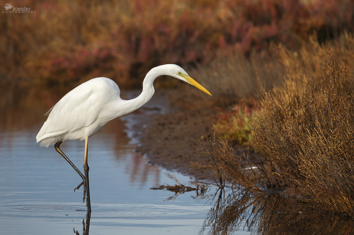 Great White Heron hunting
