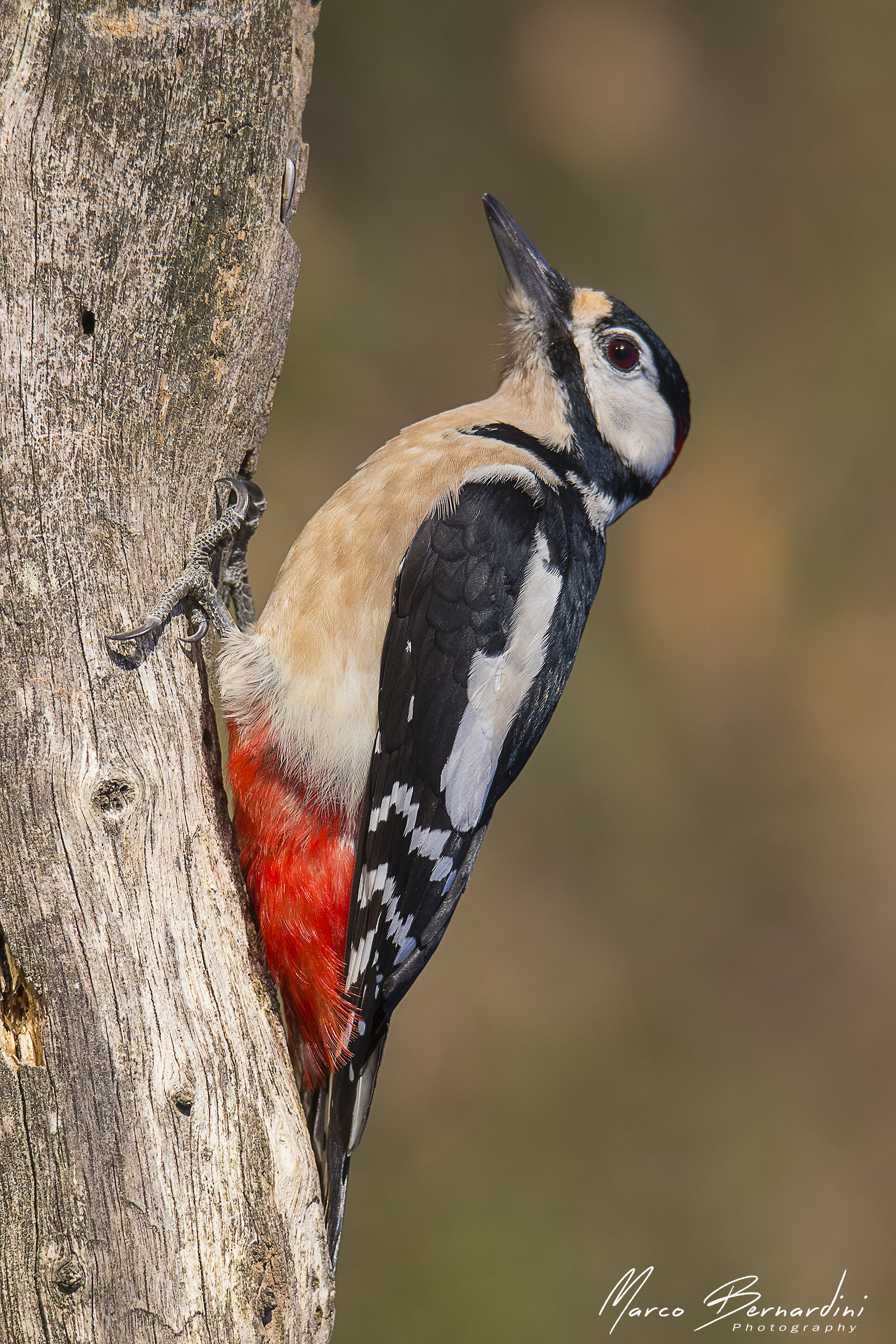 Great Red Woodpecker