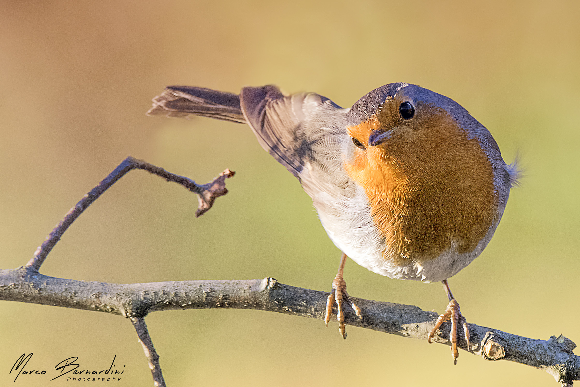 Robin