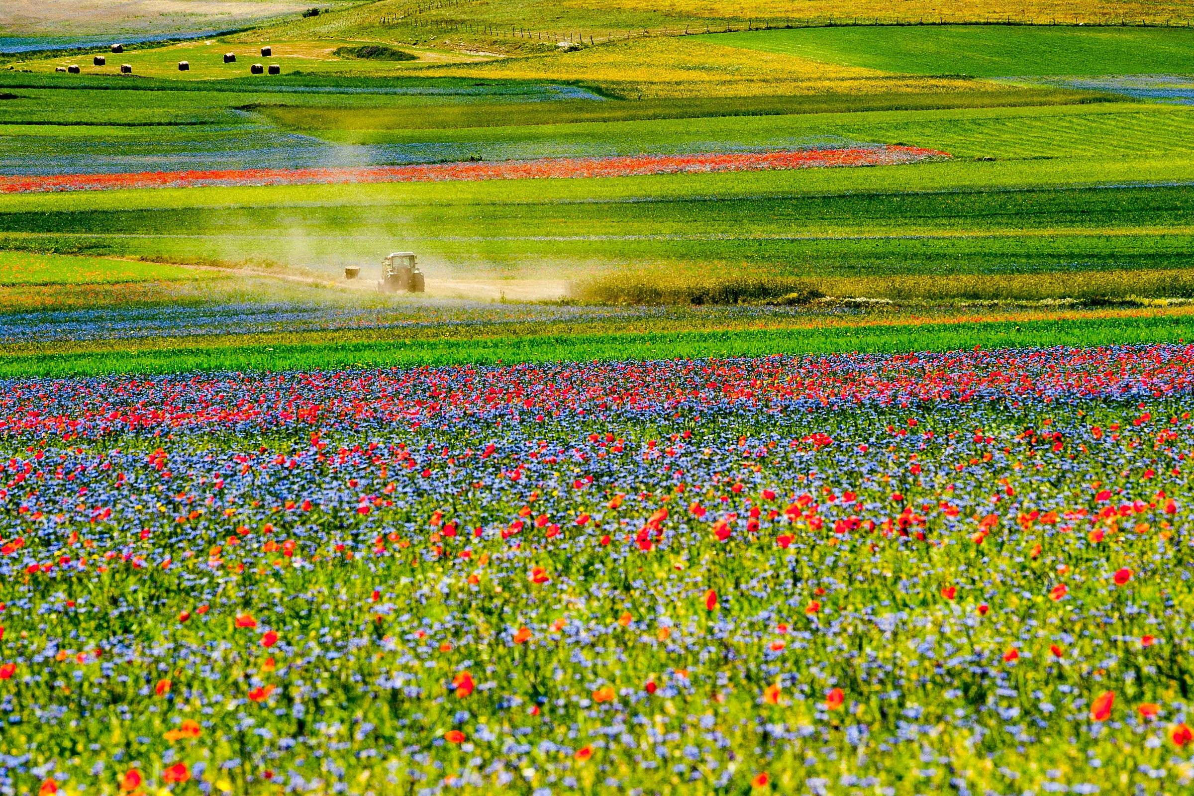 Castelluccio