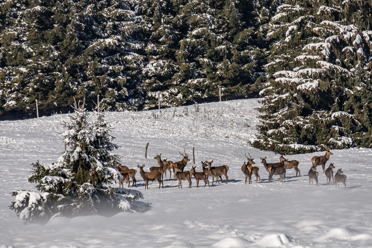 Herd of Deer on the Piana del Cansiglio