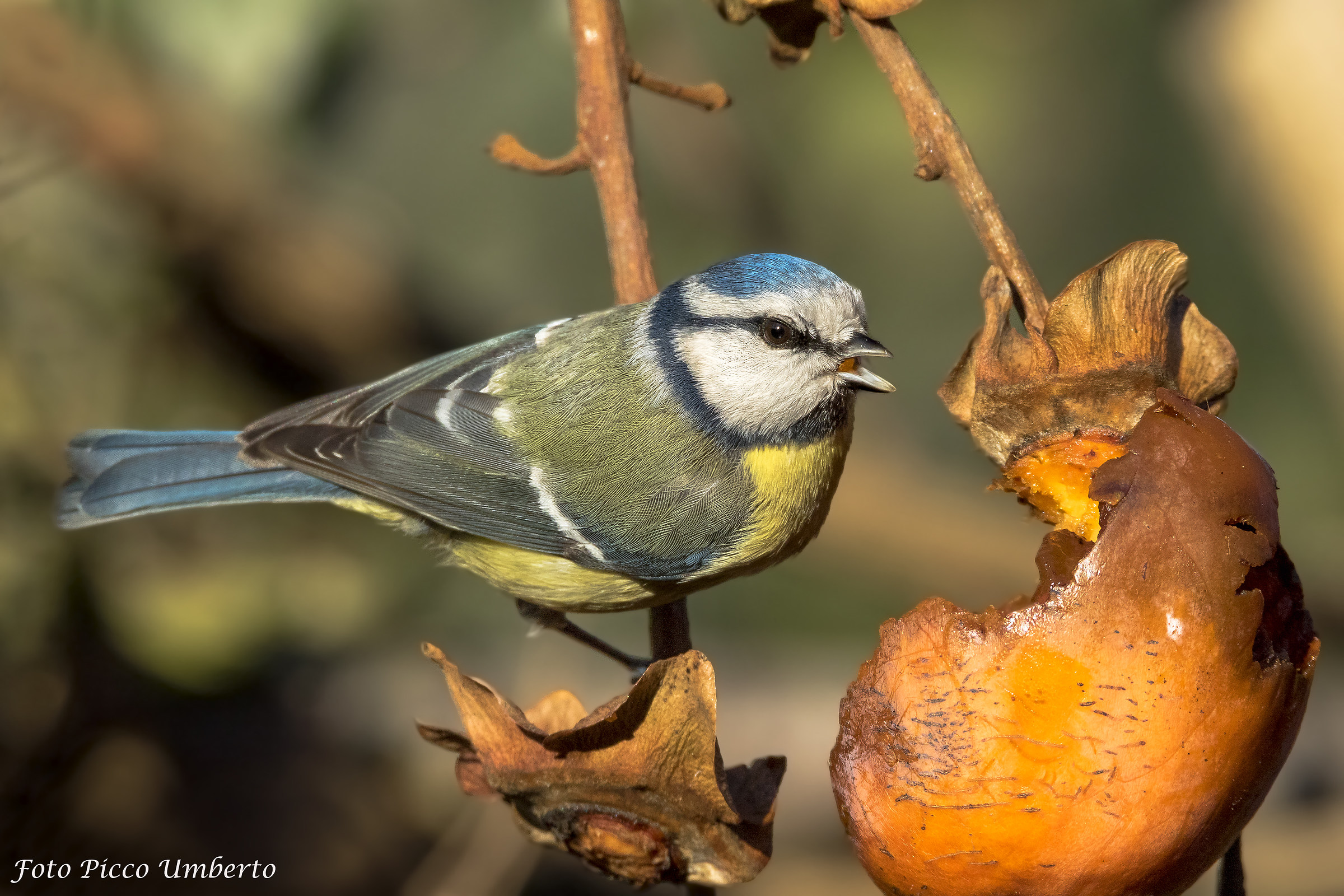 cinciarella di buone feste a tutti gli juzzini