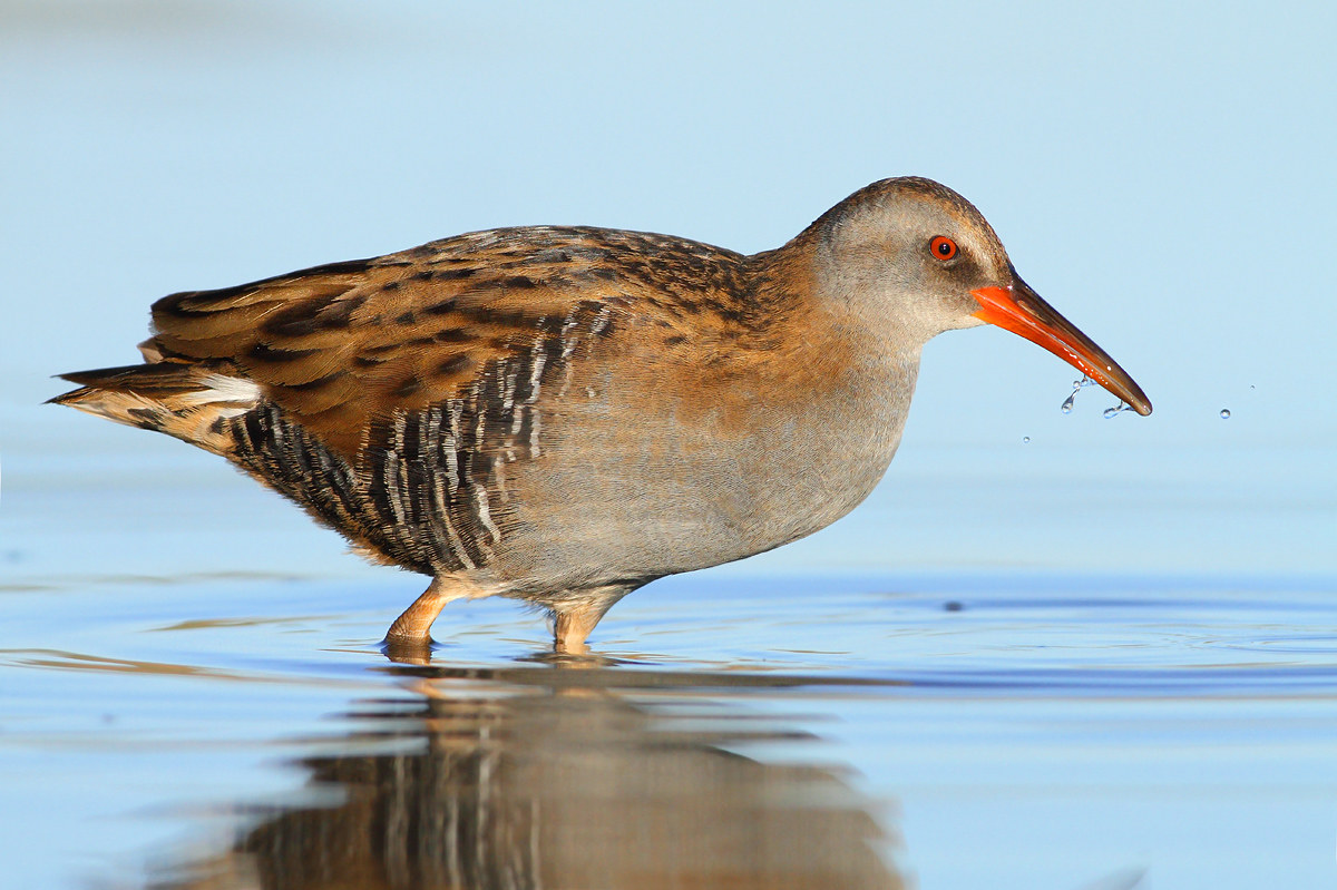 Water Rail