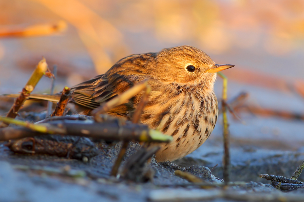 Pipit