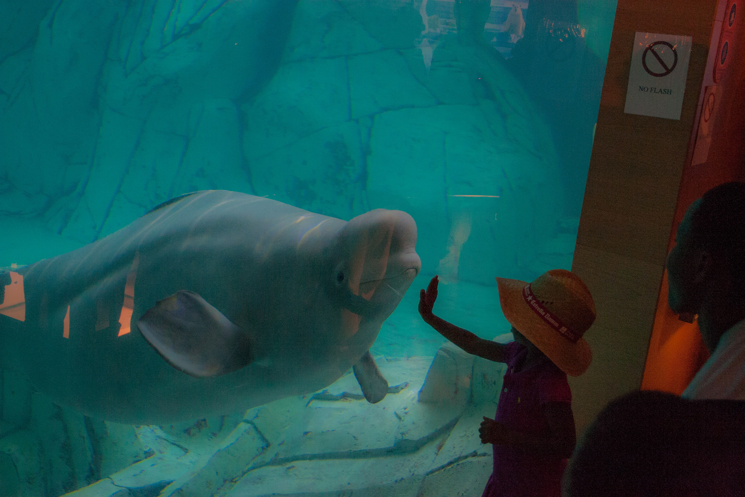 Incontro con il Beluga...
