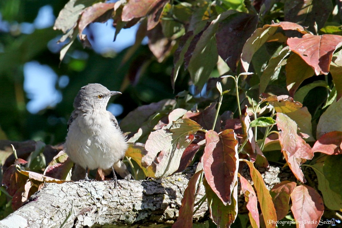 Mimus polyglottos (Mimo poliglotto)