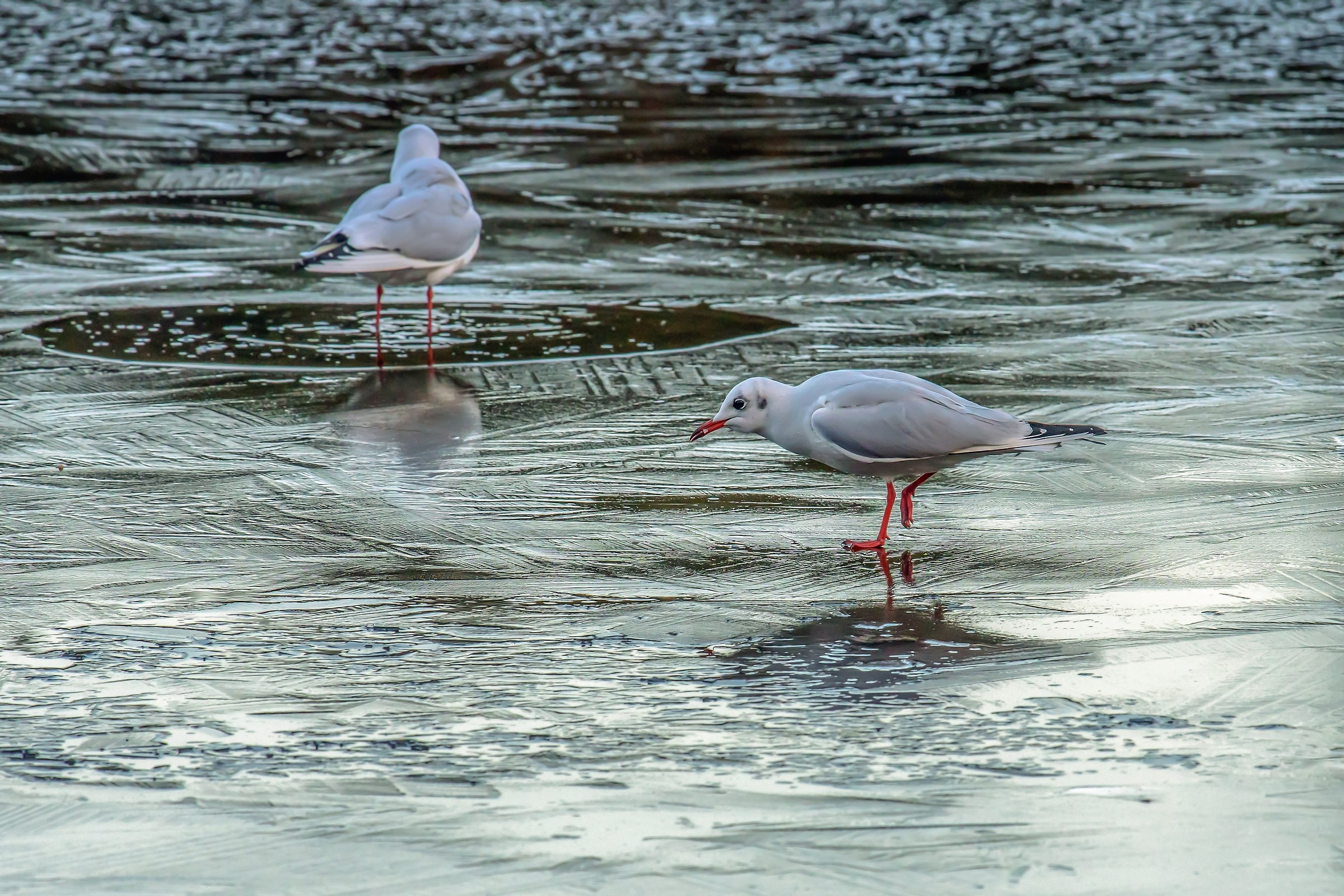 Gabbiani su mare ghiacciato