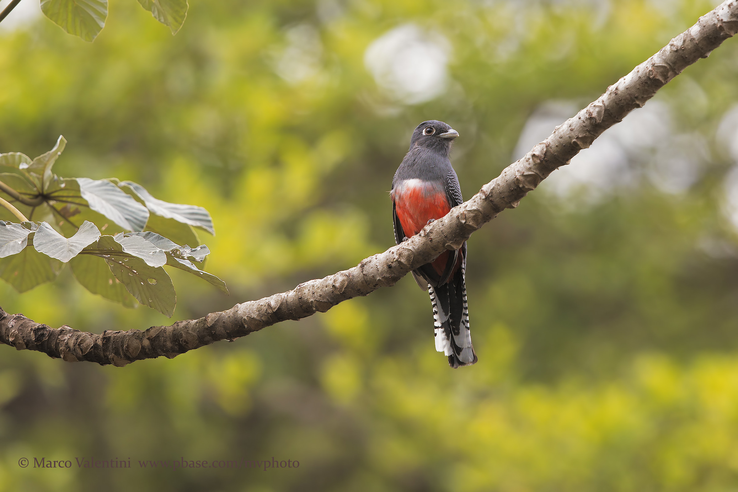 Trogon blue head