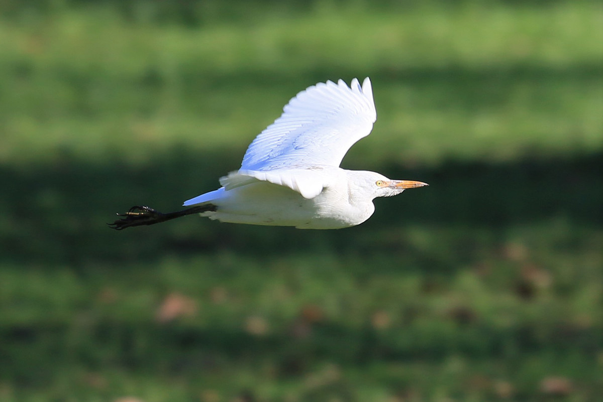 Volando...di Domenica.