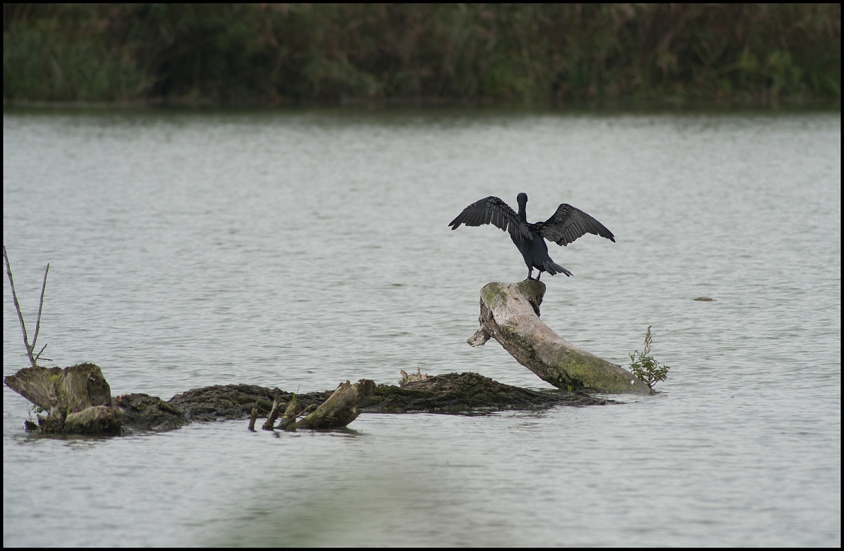 asciughiamo le piume