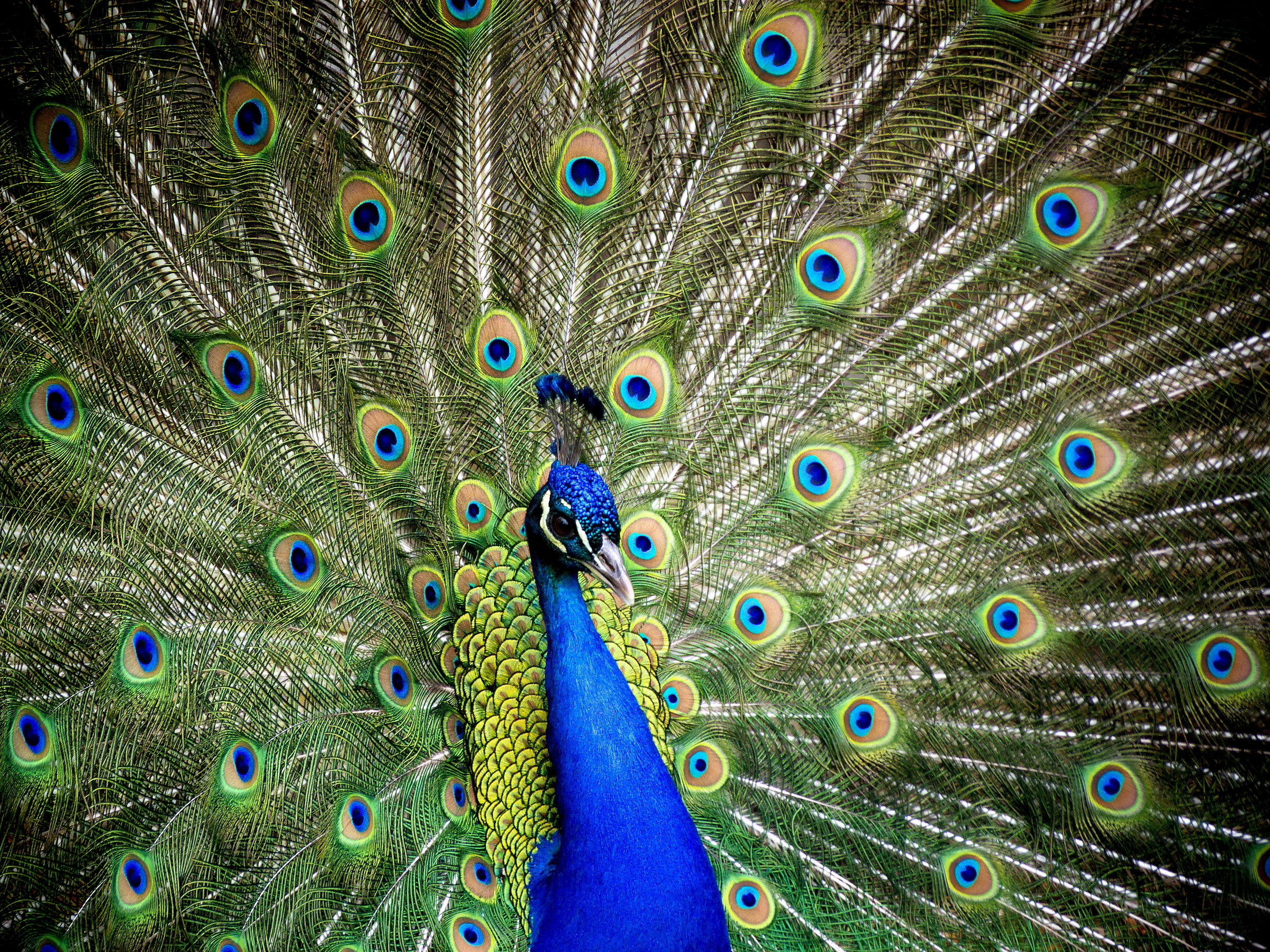 Peacock
