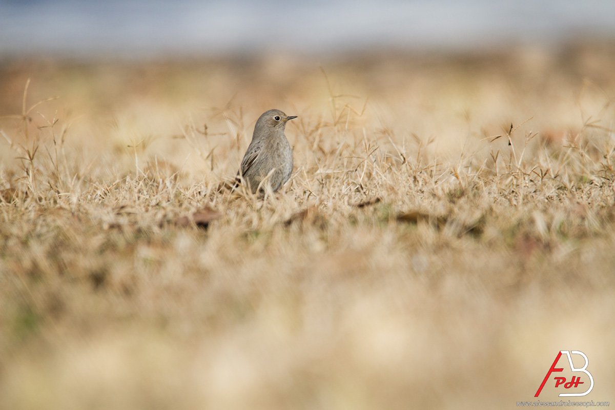 Codirosso Spazzacamino