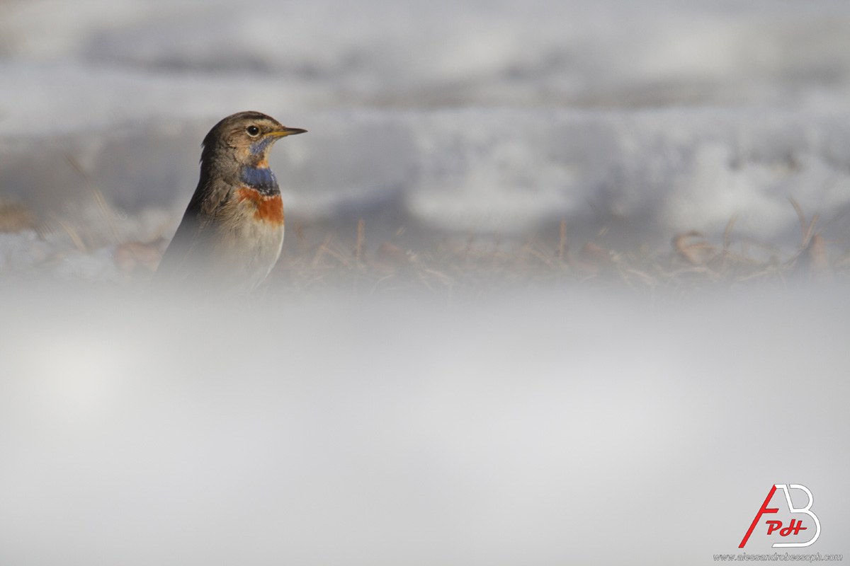 Pettazzuro nella neve