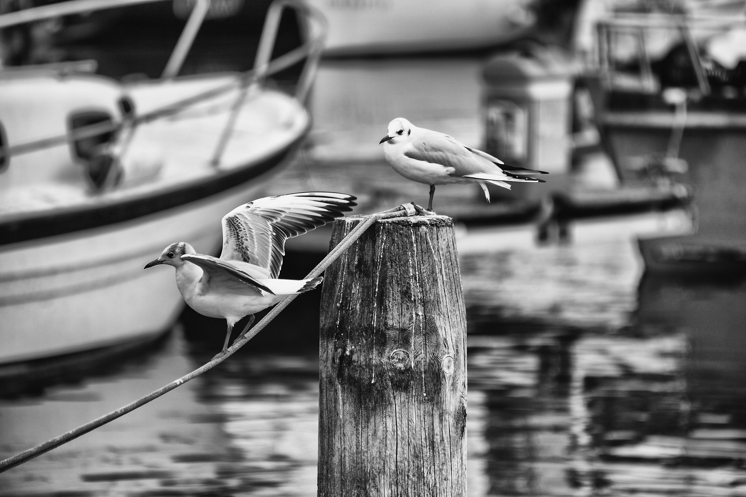 The seagulls of the Trasimeno