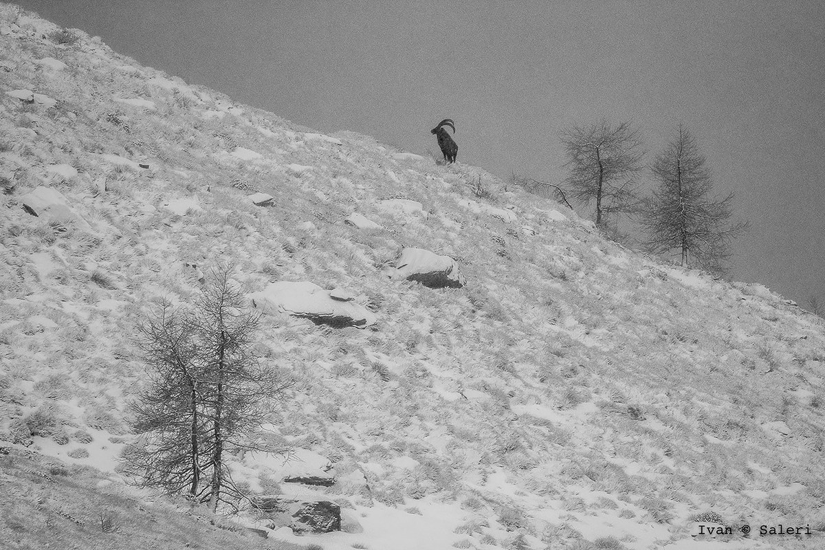 Ibex in the Snow