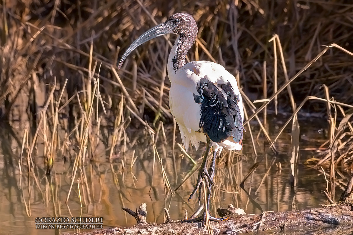 Threskiornis aethiopicus)