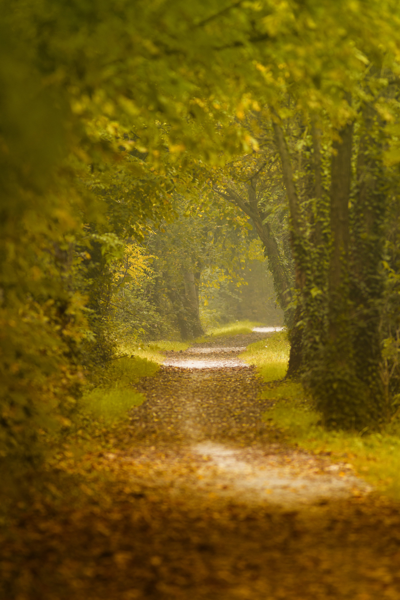 Altino - Venezia Riva fiume Sile