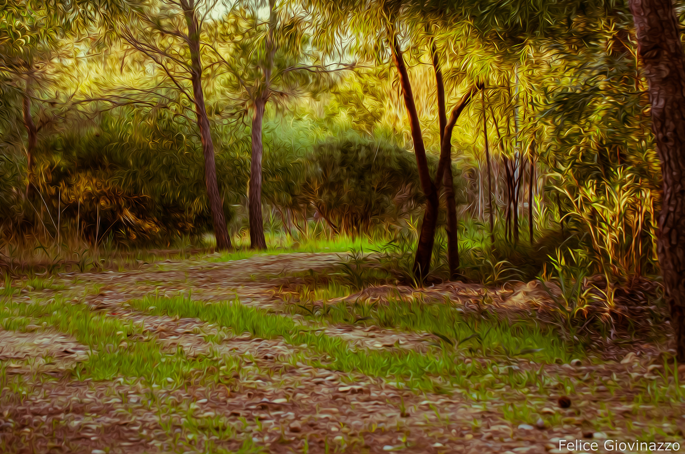 Tranquillità in pineta