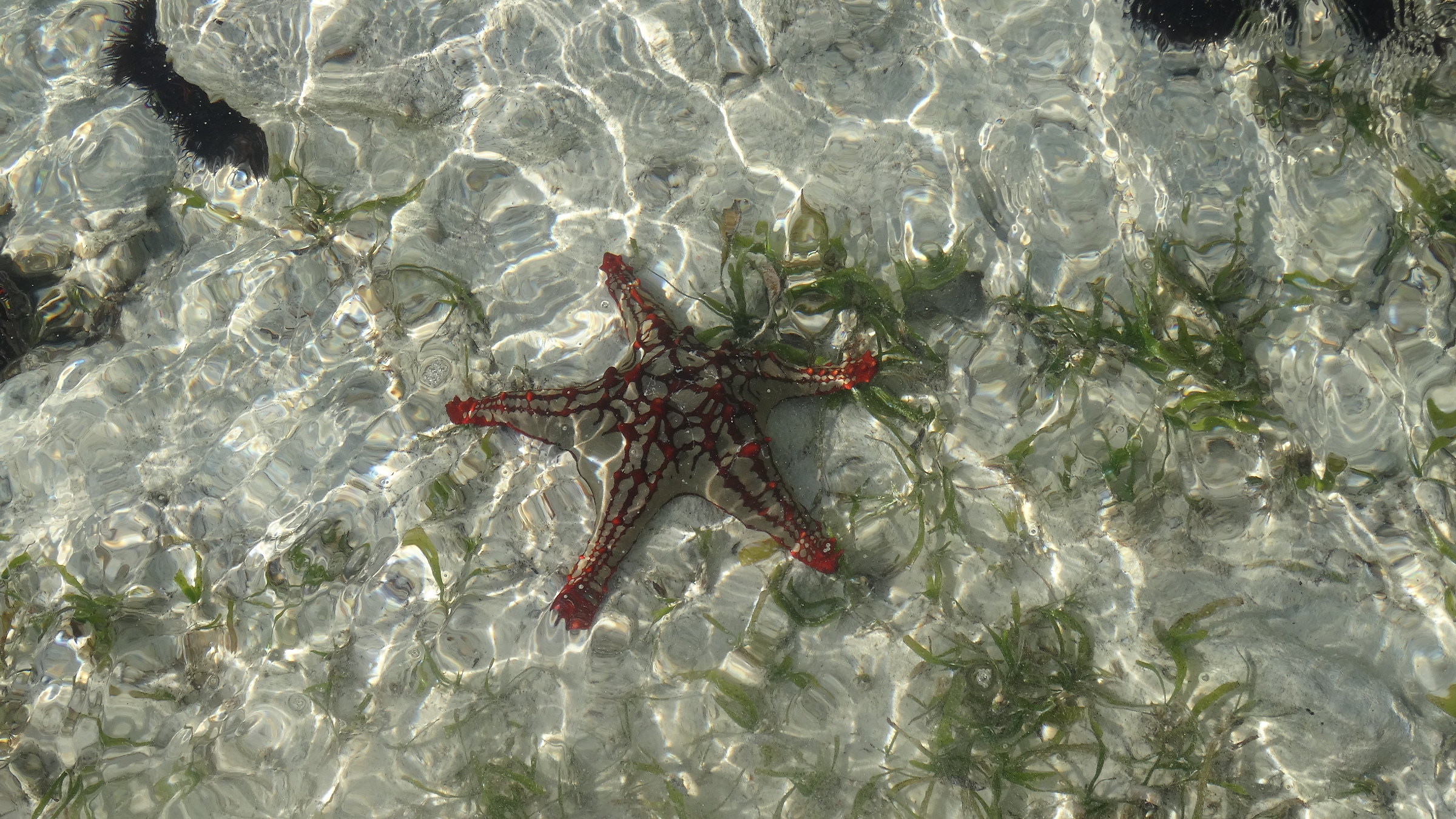 Starfish
