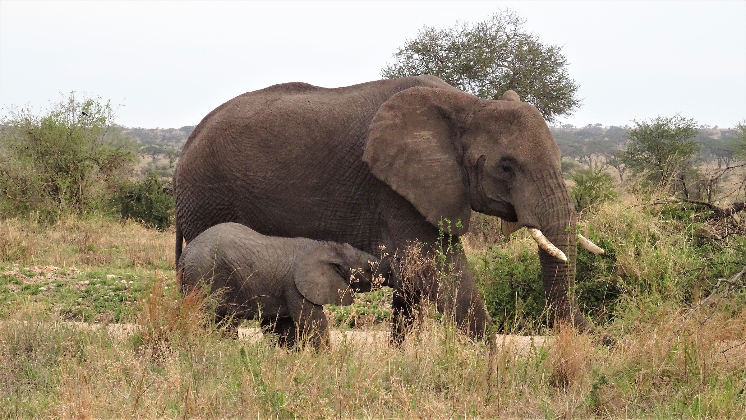 Elephant cub eating