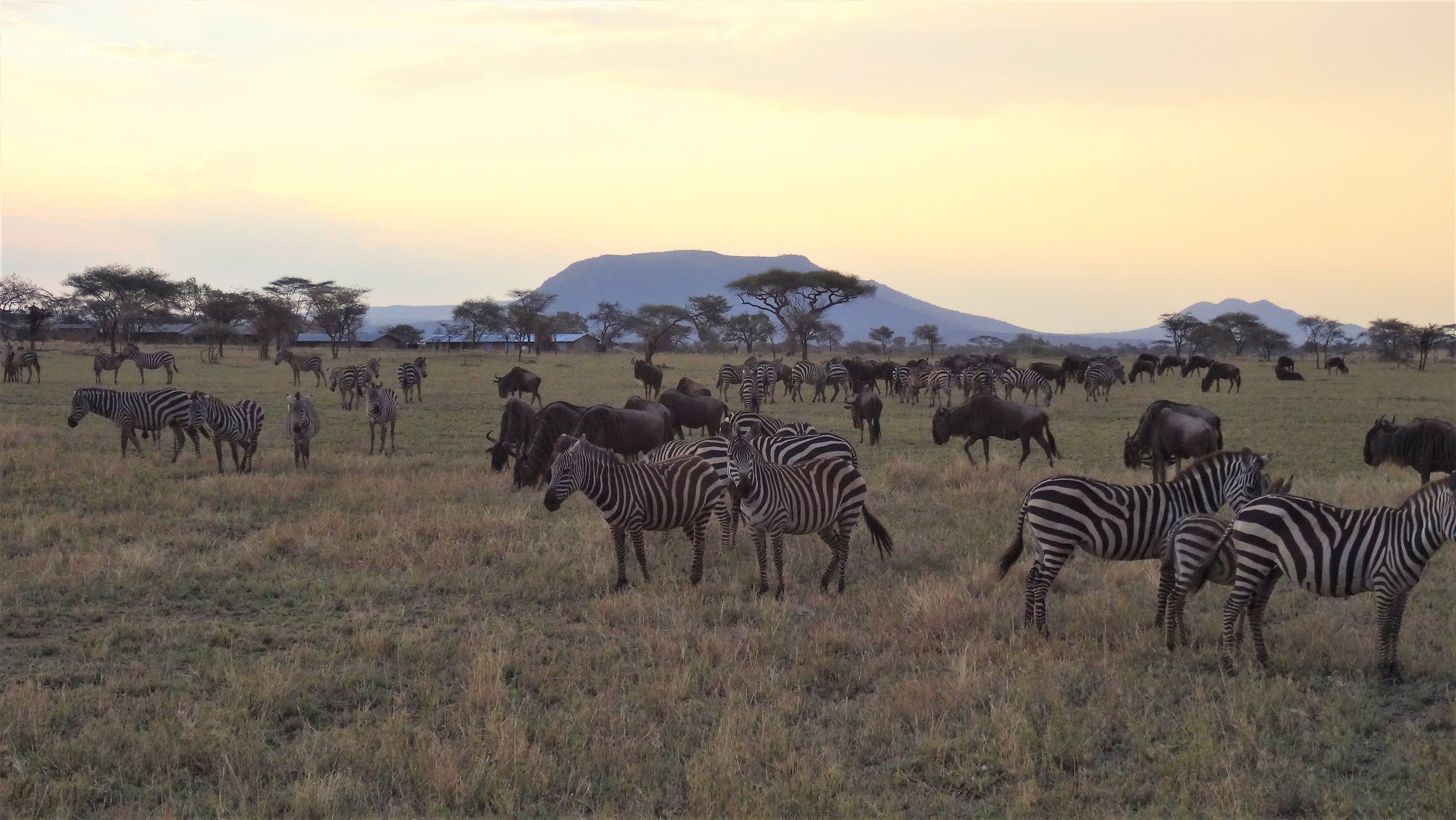 Start of Great Migration