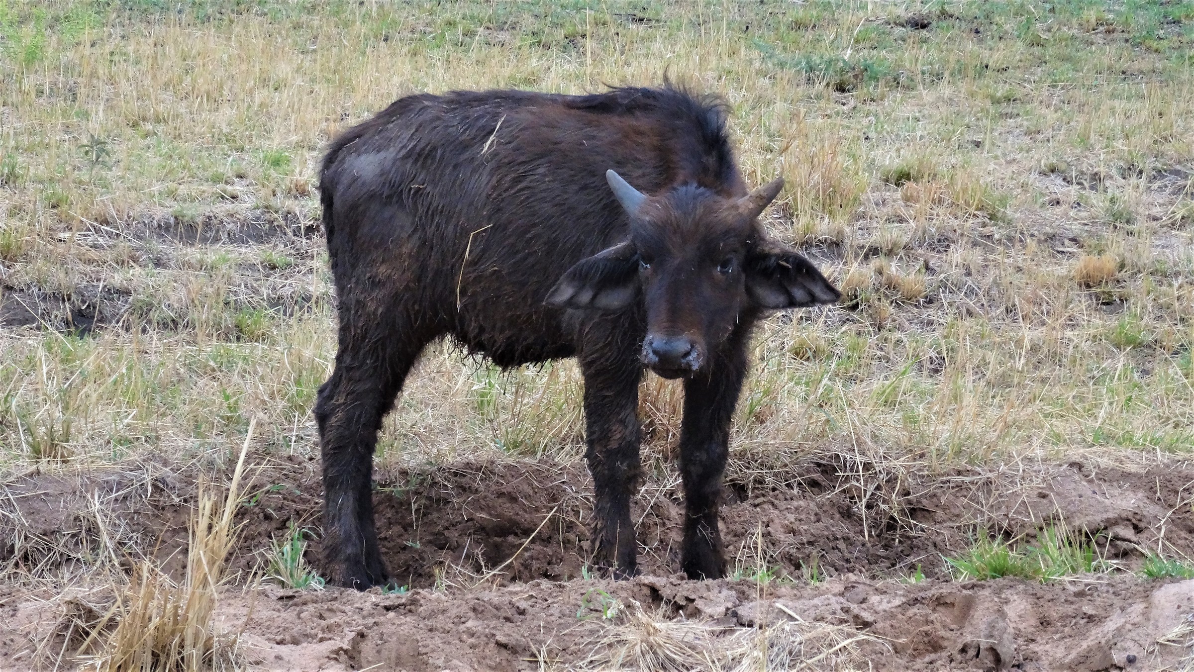 Buffalo Puppy