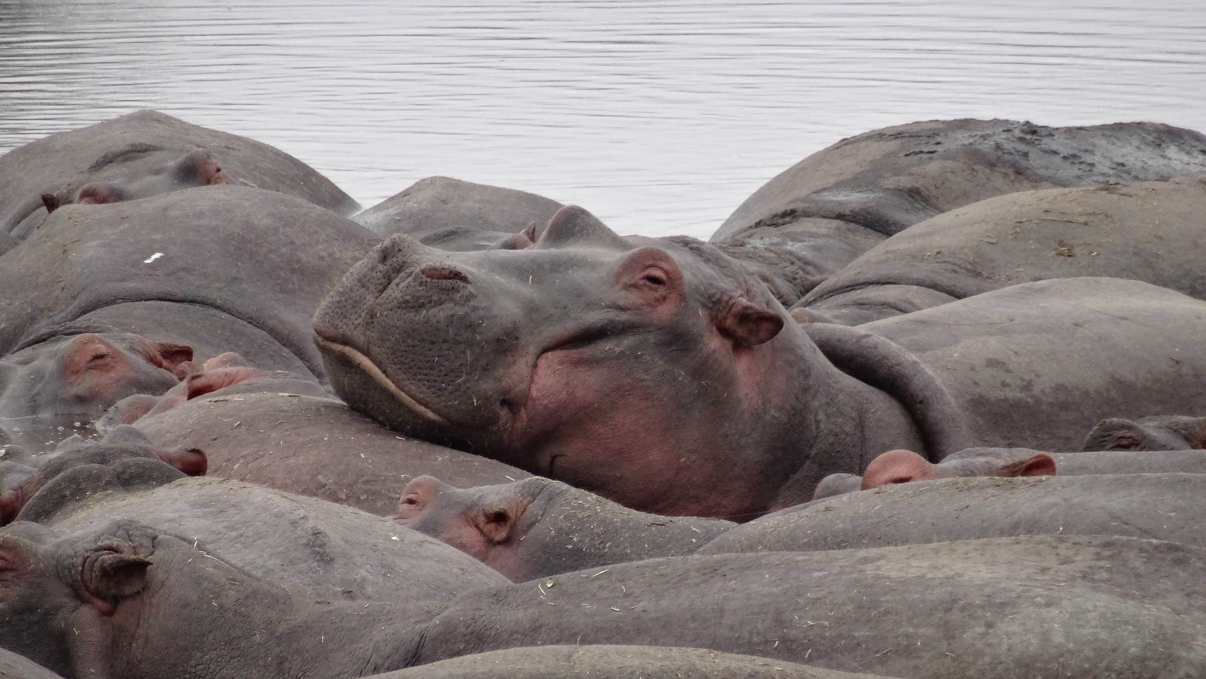 Hippos