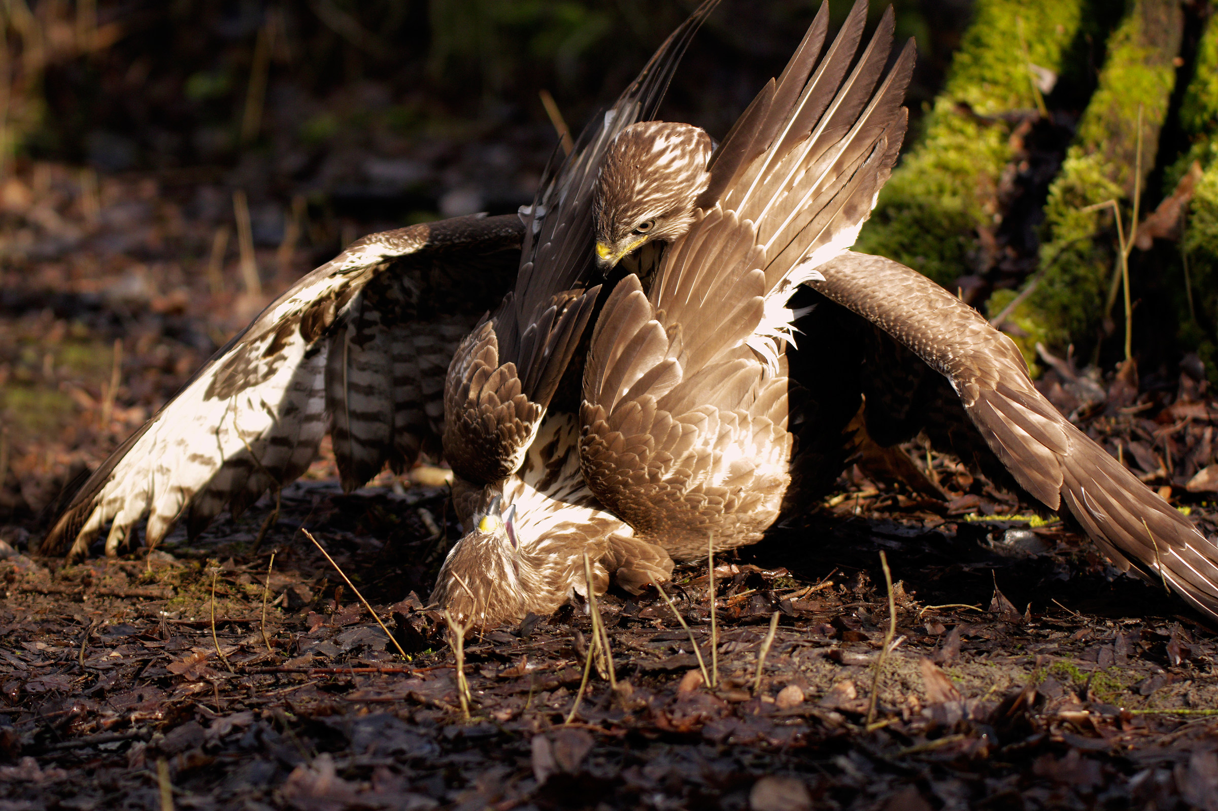 Lotta per il rispetto