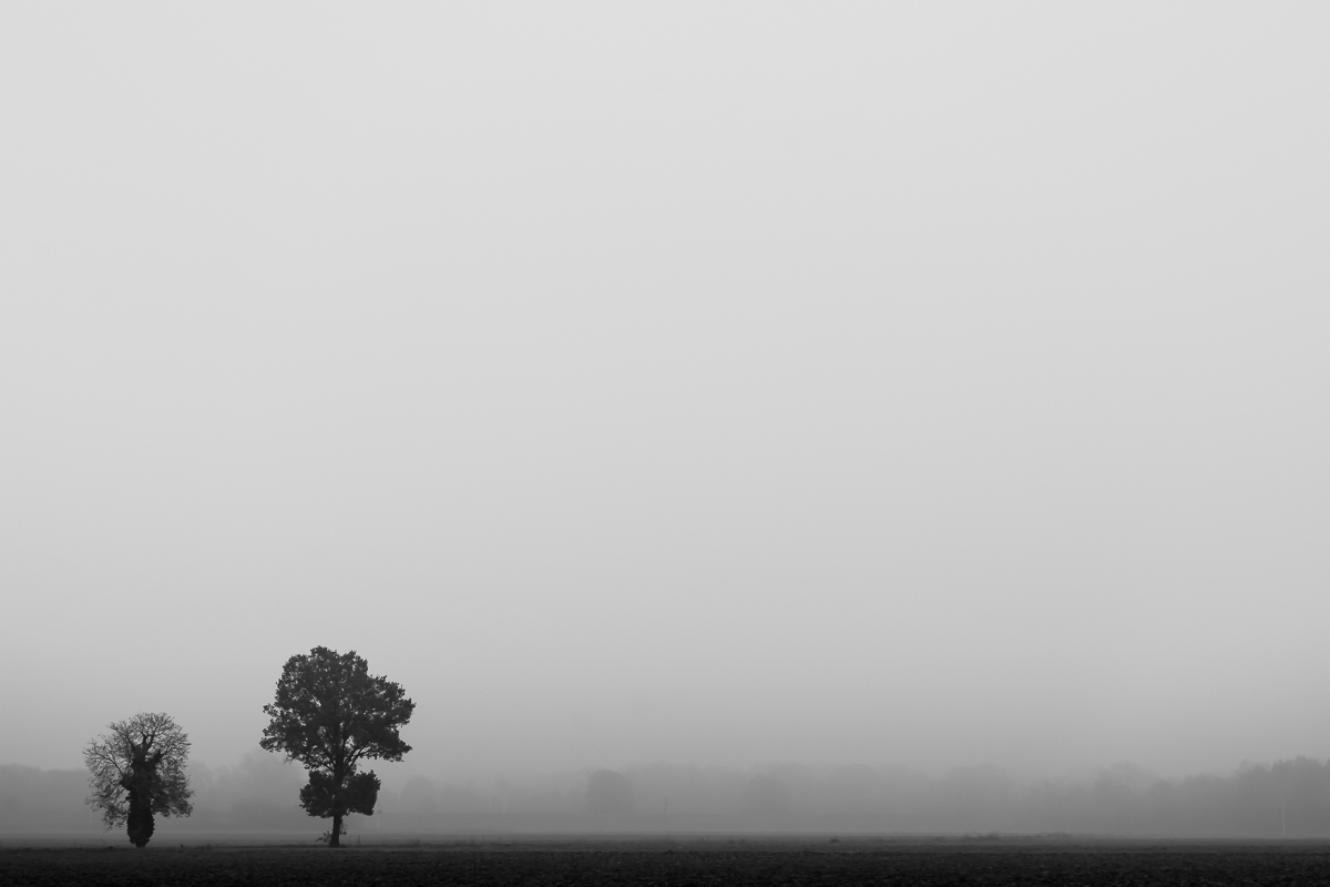 Alberi nella nebbia