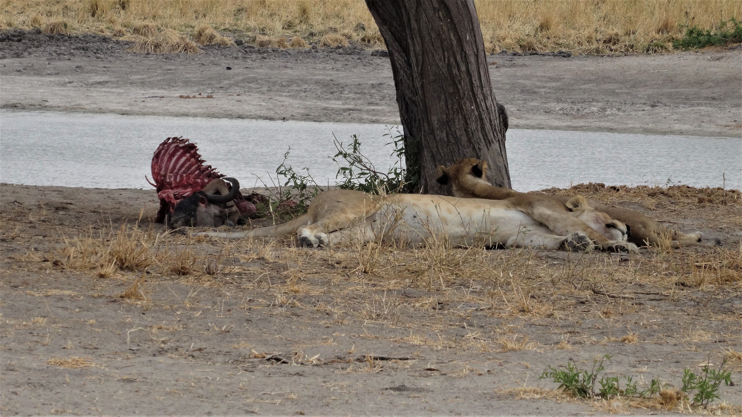 Leoni, Siesta after lunch